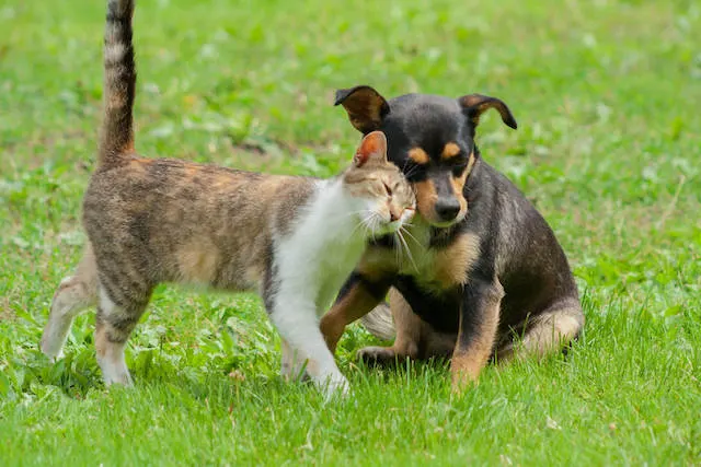 Healing Your Dog or Cat With a Fecal Transplant: What You Need to Know
