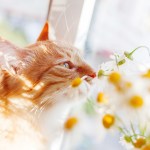 Orange cat sniffing flowers
